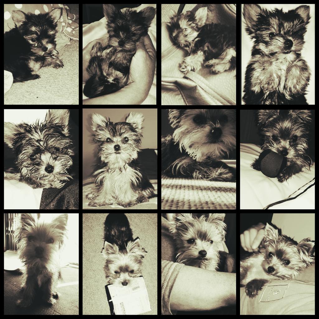 RoxyNel's tweet photo. Bernie 🐶 #timeline #6weeks #6months http://t.co/8NsOoRlCn2