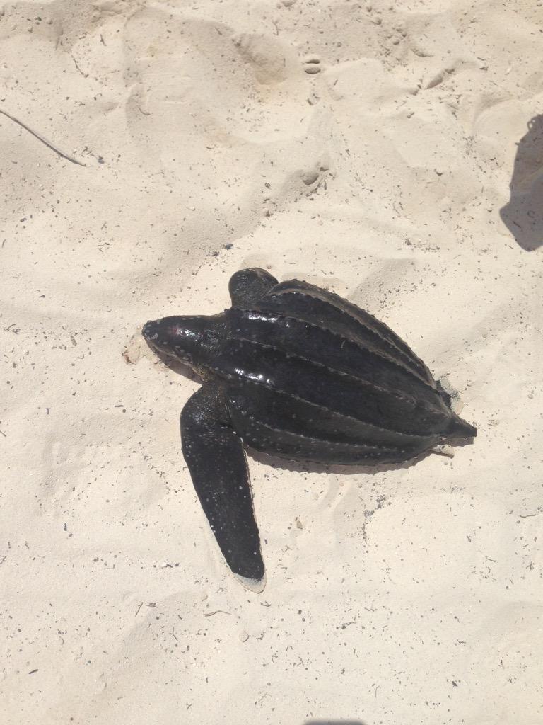 egamato's tweet photo. Rescatando tortuga laúd mutilada @mariscalje @Miamache @villafel @josedelapena12 http://t.co/jBVYiPrNrR