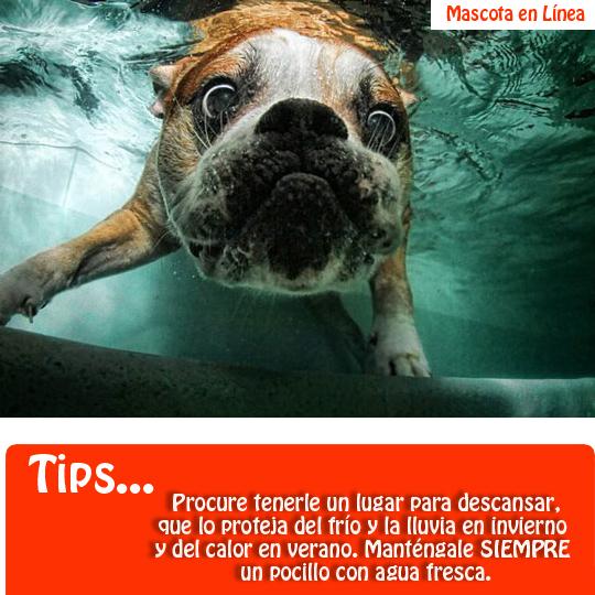 #VivetuMascota, #mascota
Nosotros también vivimos nuestras mascotas...