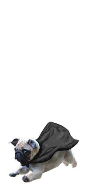 ThatsAnimals's tweet photo. swipe up to see a pug fly http://t.co/tGxC18q7hd