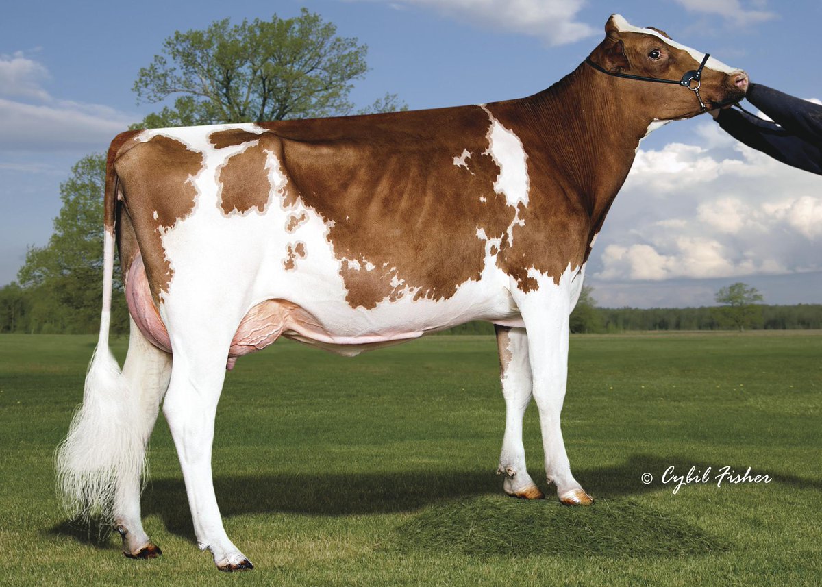 SelectSiresInc's tweet photo. New #LADDP-RED daughter photo: Luck-E Ladd Jubilee-Red-ET (VG-88), Matt L. Engel, IL #RedandWhite #HealthMark http://t.co/uRaWlb4RXi