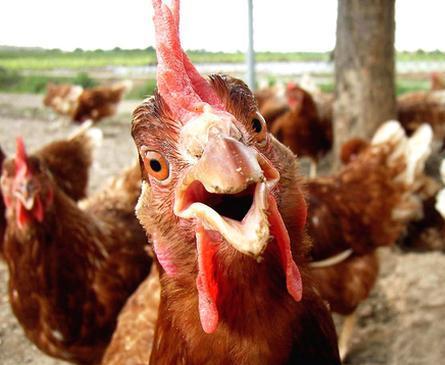 anonymouspeterr's tweet photo. @jeff_schechter Do you like my cock? ,, he's really friendly http://t.co/sCPHWh7lGK