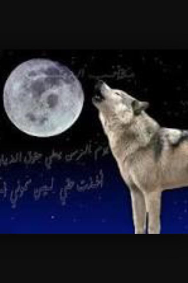 Saady_30's tweet photo. فيما مضى ياذيب تفرس بياديـك
واليوم جاء ذيبٍ عن الفرس عداك

ياذيب عاهدني وعاهدك مارميـك 
مرميك أنا ياذيب لو زان مرمـاك http://t.co/8zR21BzztK