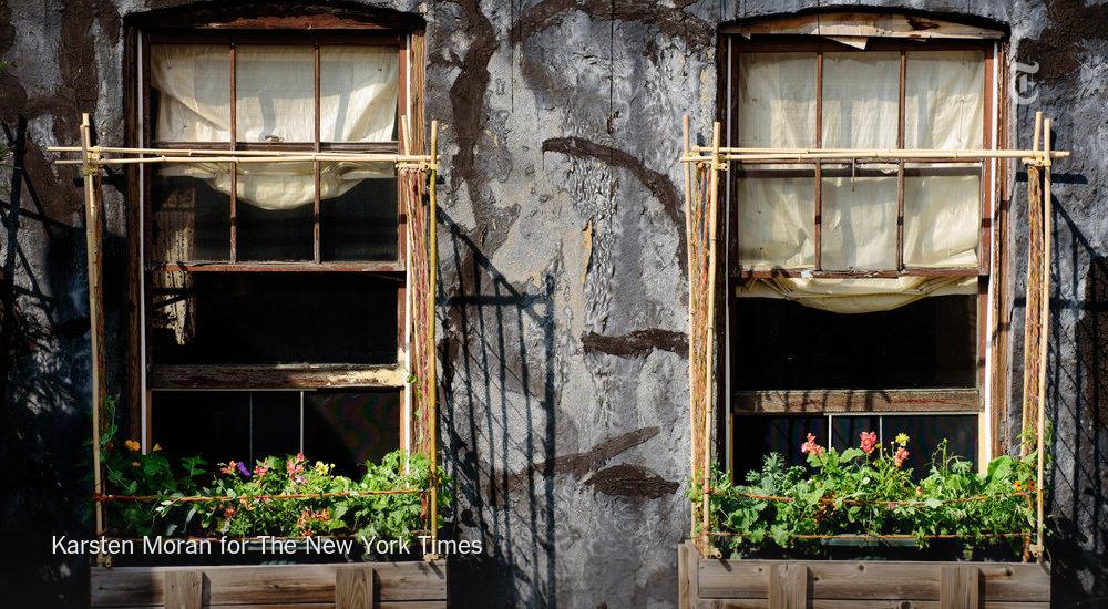 nytimes's tweet photo. Strawberries, corn and 20 kinds of roses. This is urban gardening on the third floor http://t.co/qRXbaV6ZAq http://t.co/HHLYkPz5jr