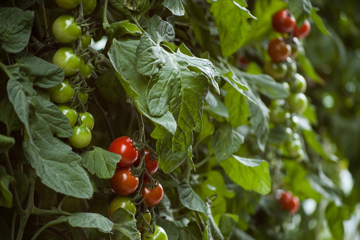 Kangro Gardening tweet media