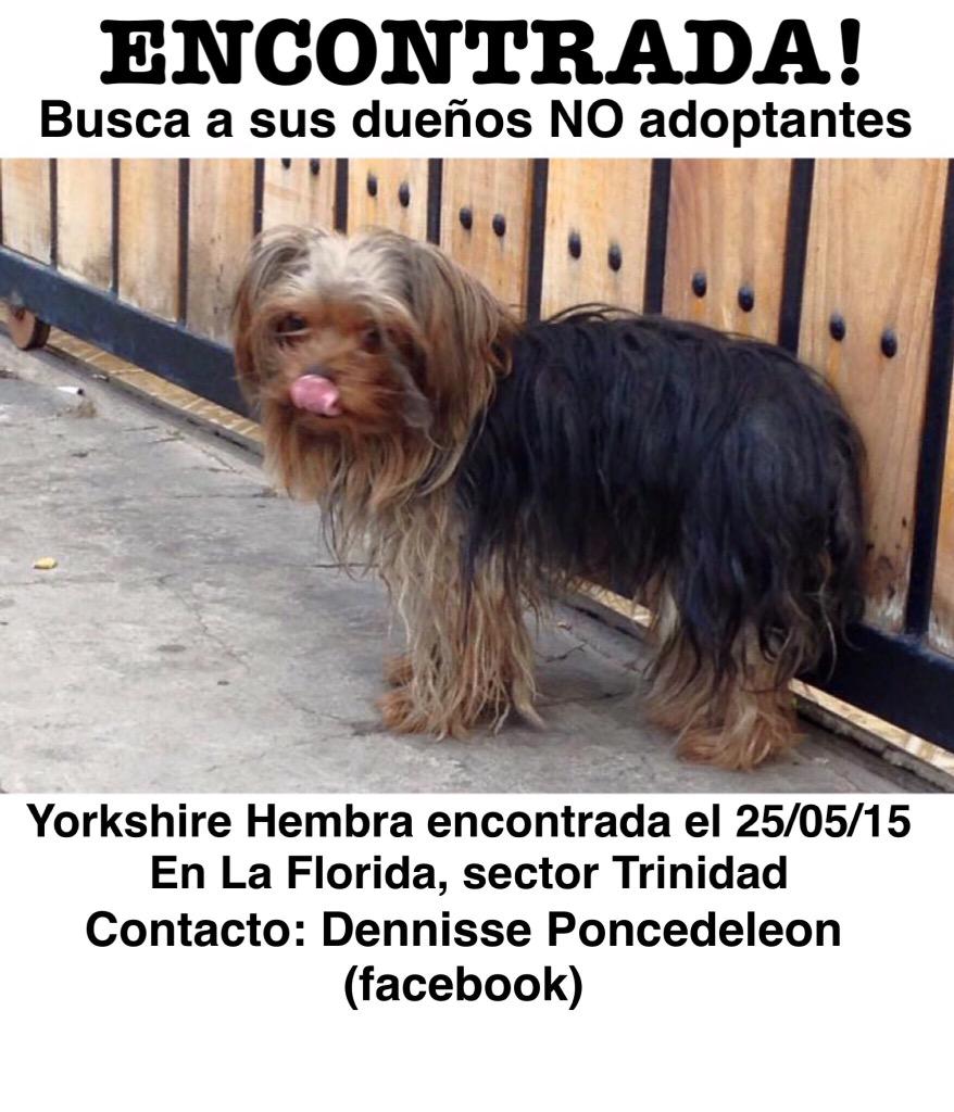 Estos 2 yorkshire fueron encontrados en #LaFlorida por favor ayuden DF <a href="/perroscl/">Perros.cl</a> <a href="/F_GarrasyPatas/">Garras y Patas</a> <a href="/BombaLaFlorida/">Bomba La Florida, 60 años.</a>