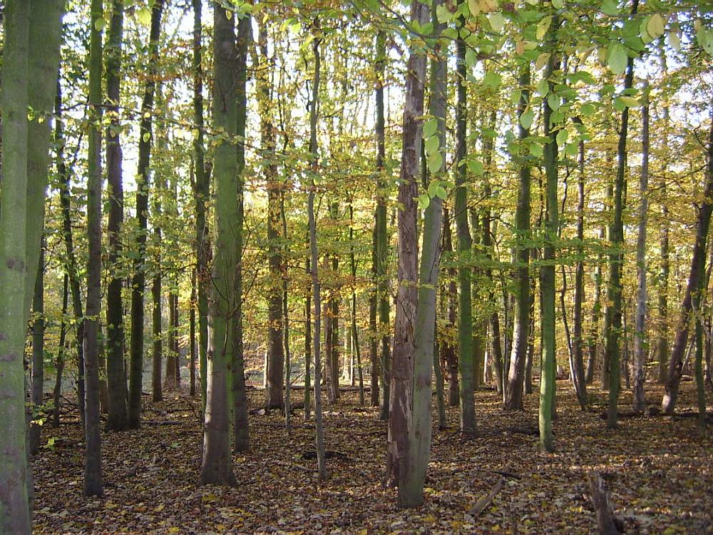 SLAAcasm's tweet photo. 'I can't see the wood from the trees with #thisstuff' #Unavailablewomen #Loveandintrigue http://t.co/2HBbd5RxAR
