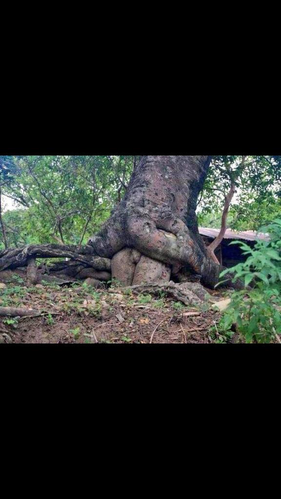 ChuletasES's tweet photo. LA NATURALEZA ES SABIA http://t.co/KXevUiLgyu