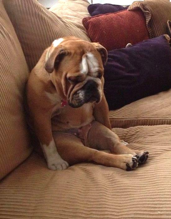 molrobz's tweet photo. “@RonPopeMusic: I am this dog #today http://t.co/mOht0HkEGi” RT!!!!