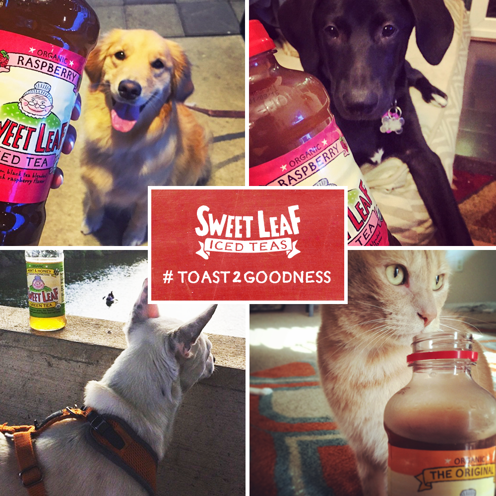SweetLeafTea's tweet photo. It's not too late to share a toast to your Furry Friend! Find out how at http://t.co/u4qZvKaOth. #Toast2Goodness http://t.co/Fbw6xnKAab
