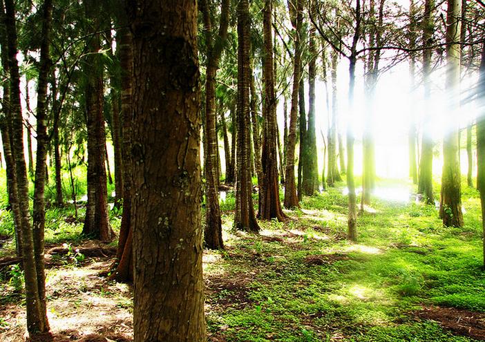 D_Destinos's tweet photo. ¡Vamos a disfrutar de un recorrido por los Bosques Pinares de Chanal en #Chiapas! https://t.co/bQnqxpSUHR http://t.co/k8ImnDwtxC