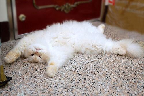 ltsKittens's tweet photo. me after school http://t.co/qCF4qpS1dy