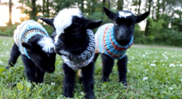 BuzzFeed's tweet photo. BABY GOATS IN TINY SWEATERS! http://t.co/bdk2Qxtgqe http://t.co/iOrZPEKu8V