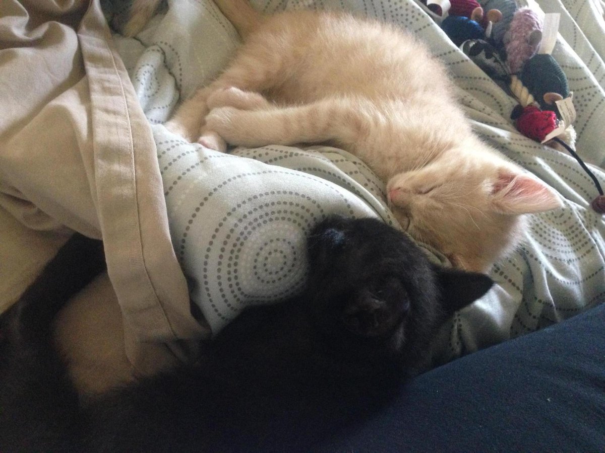 cgfox11's tweet image. Toulouse and Berlioz ? After #aristocats kitties? @myfoxla #kittynames