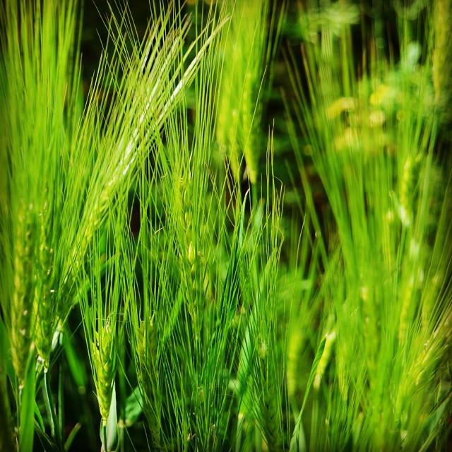 fmpreuss's tweet image. Green fields everywhere ....