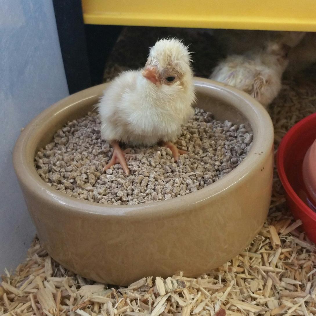 chipsawayorm's tweet image. .@LetsEvolve mwah mwah. Thought I'd make a guest appearance now #chickenhour is finished #seftonhour