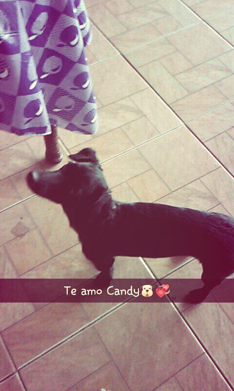 MorganEdibeth's tweet photo. @Atodoonada @LudwikTapia #Candy🐶 http://t.co/dApArze1Ao