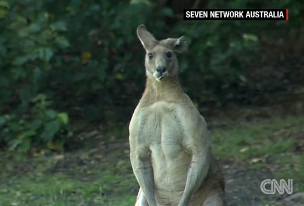 Australian families live in fear of Dave, the huge kangaroo haunting their suburban streets: bit.ly/1FC3Aoq
