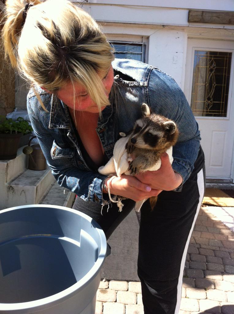 sherryvanstone's tweet photo. Please donate to @TWC_Wildlife for the great work they do caring for animals- like these orphaned raccoons. Retweet! http://t.co/iFP6G2goRx
