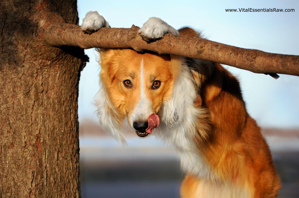 VitalEssentRaw's tweet photo. Happy #TongueOutTuesday from this adorable pup. #VitalEssentialsRaw http://t.co/CwIgvAL0fx