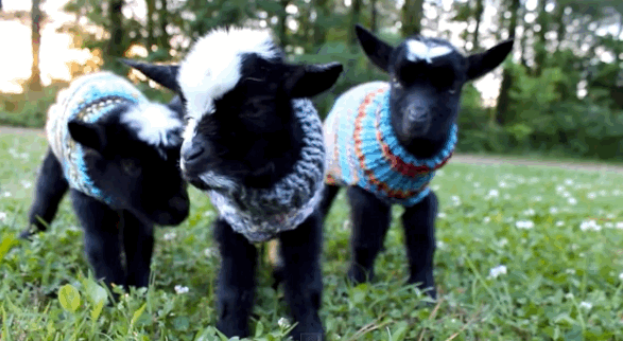 hello please look at these baby goats in tiny sweaters bzfd.it/1cgRVAK