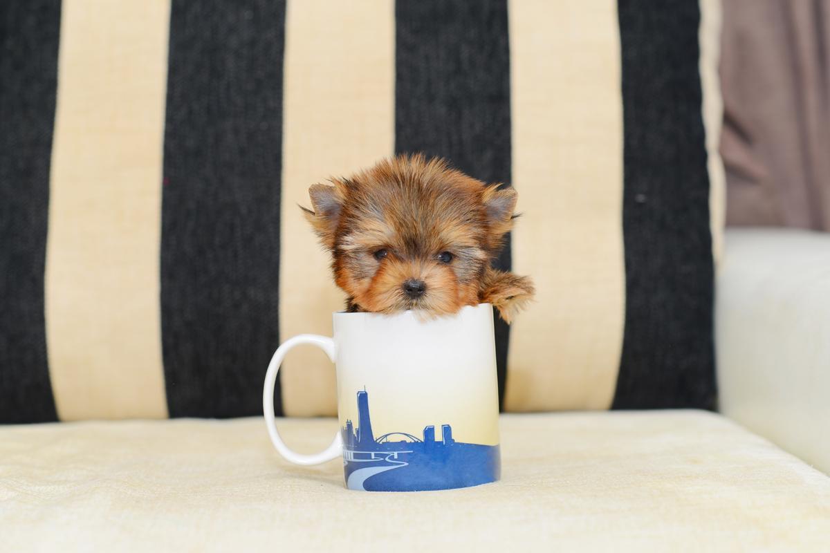 Why you shouldn’t purchase teacup or micro puppies fordogloversonly.wordpress.com/2015/05/26/why…