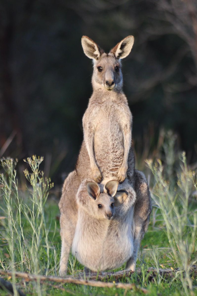 dodo's tweet photo. Baby kangaroo stolen from mother's pouch, and no one knows why http://t.co/CqCsqGJ3h0 http://t.co/E1QA0LzUri