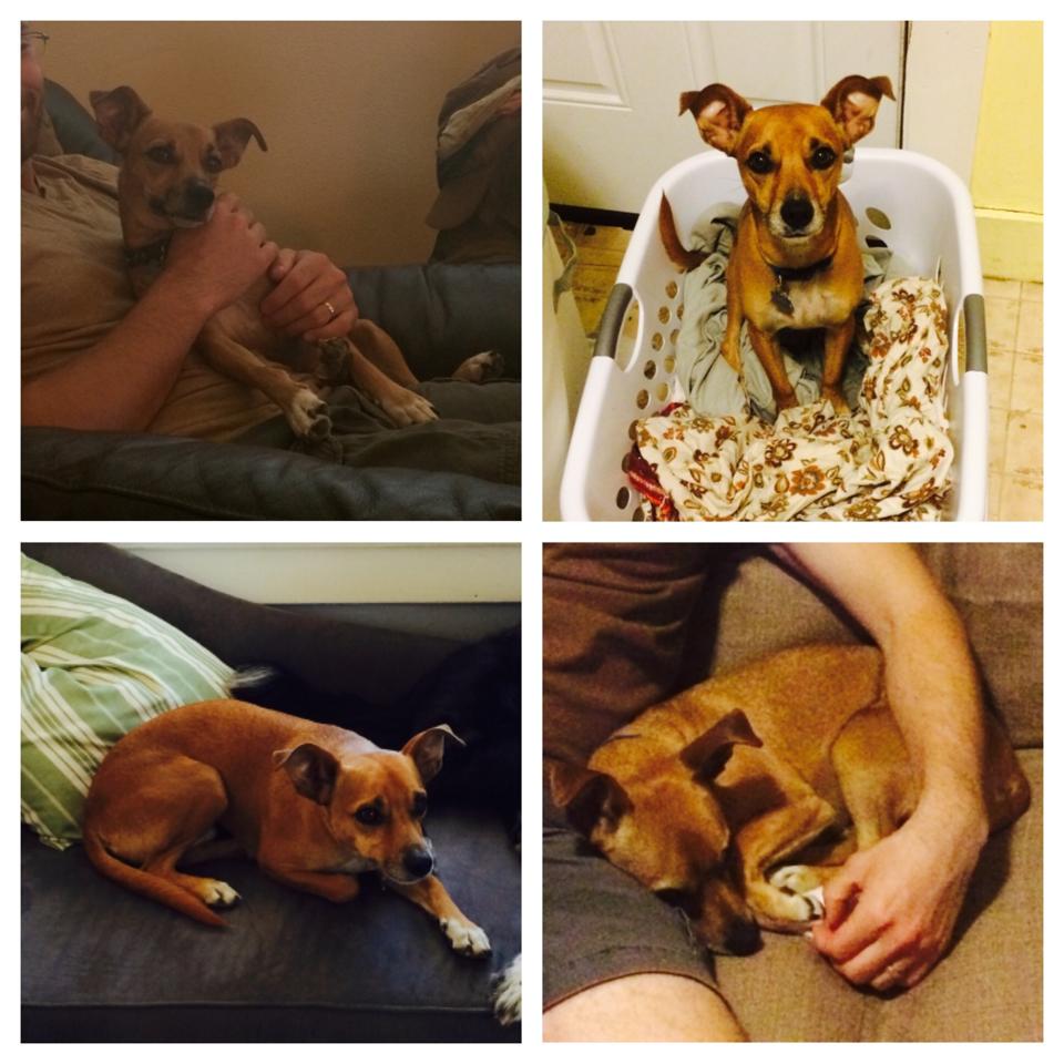 DavisChamber's tweet image. Our Director of Membership's dog has gone missing. Please help us share this photo so that they can be reunited!