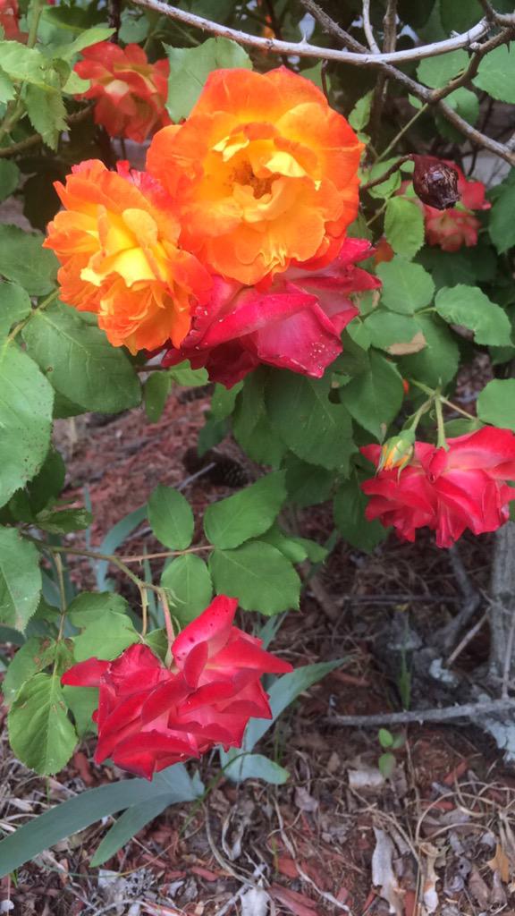 MissScatCat's tweet photo. These sherbert roses pop up every spring and I think they get more vibrant every time 😻🌹💛 http://t.co/T4QmC5TdfI