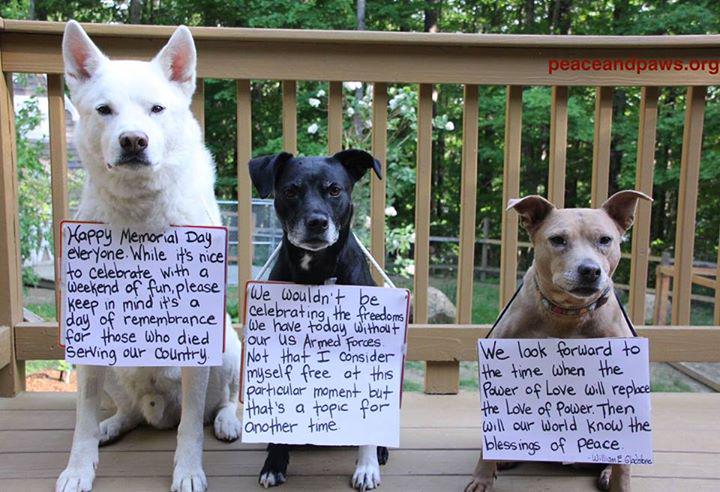 The pups at #PeaceandPaws have a tip to remember all year long:  ow.ly/NsuKW