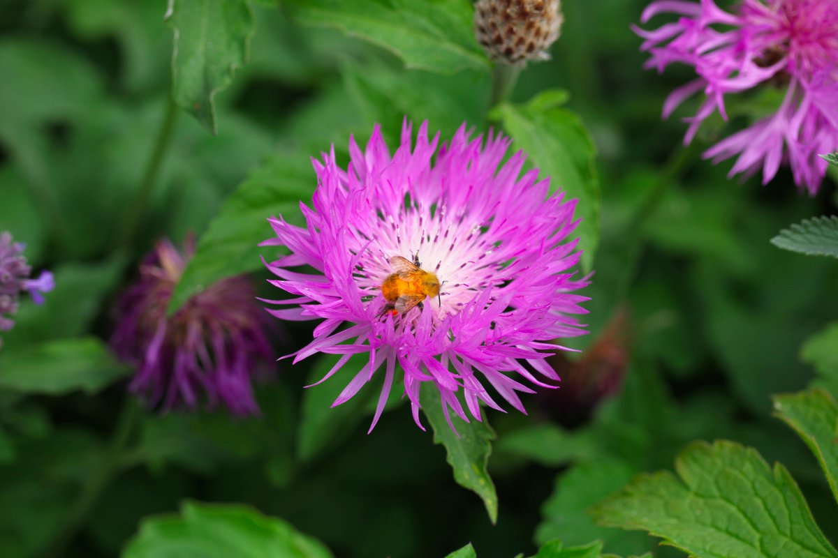 B_Strawbridge's tweet photo. There's covered in pollen…..and there's COVERED in pollen! #bumbebees #goldenbees http://t.co/ycVLVcrqKG