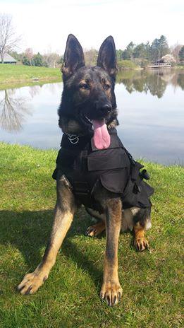 PDog1313's tweet photo. Finally remembered my password! #passwordissues #brainfog #loveourk9s http://t.co/yHtRQjPCRG