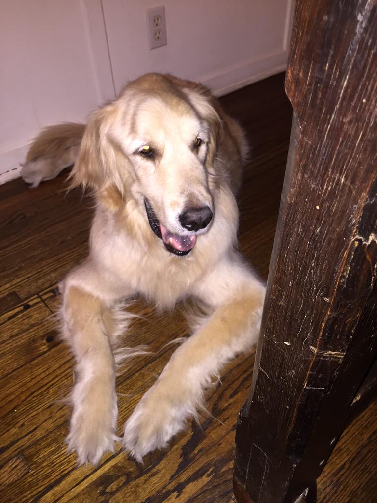 JeebOReilly's tweet photo. Bye bye Max http://t.co/8KDGSxYIfm