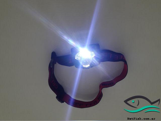 netfishweb tweet picture