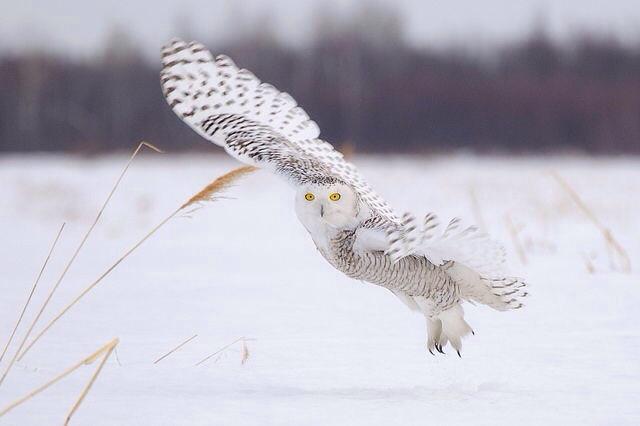 올빼미의 자태가 저리 고았나요? "