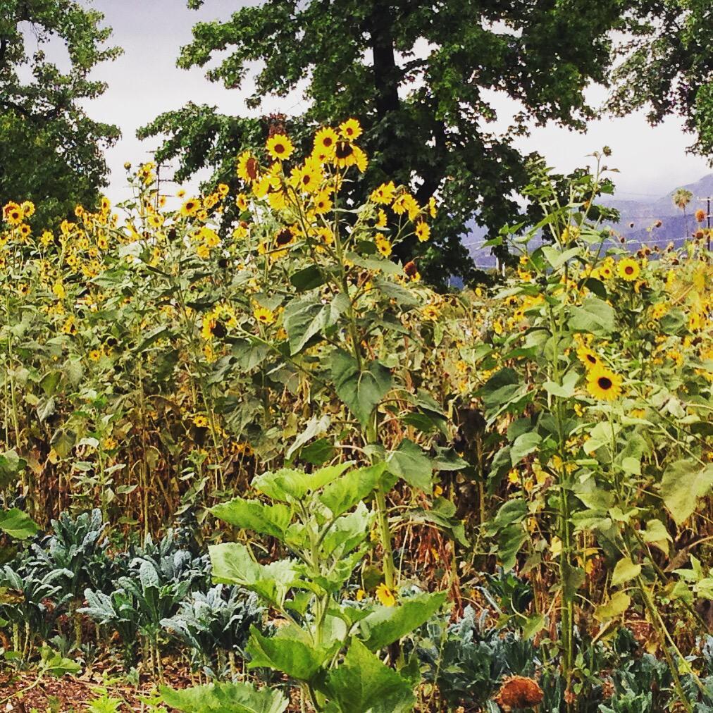 SGWeekly's tweet photo. MT @RLMProvisions: #Sunflowers at #MuirHS #MuirRanch #Pasadena @Cocoxochitl #UrbanAg #SchoolGarden http://t.co/flV3eBTUj4