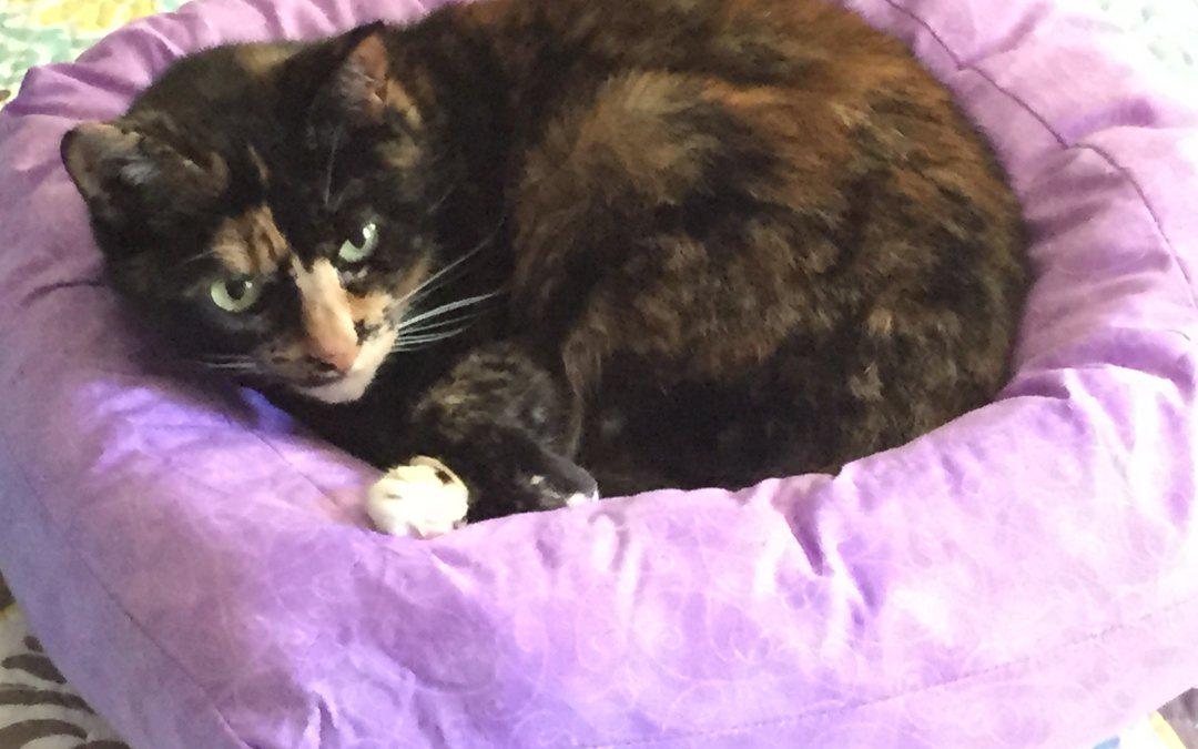 Pet Beds - Crafting Journey buff.ly/1d08ulU