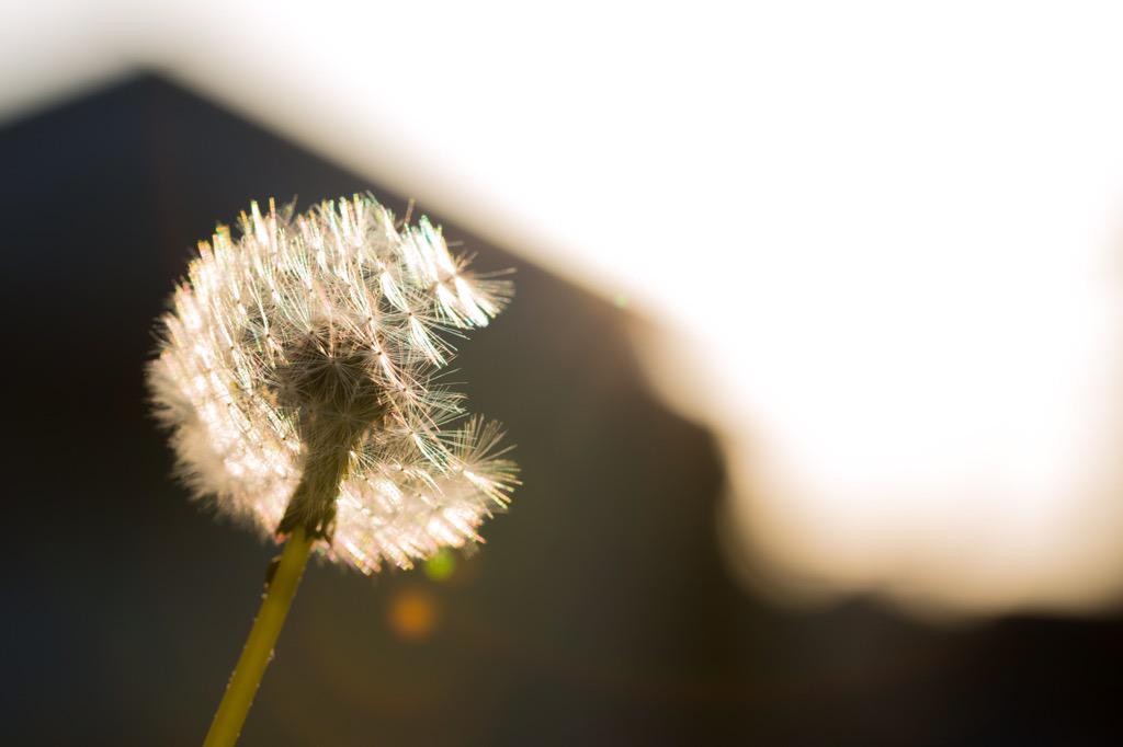 Yusuke T タンポポの綿毛飛ぶ瞬間撮れたのに白トビして写ってない たんぽぽ 綿毛 写真好きな人と繋がりたい 写真撮ってる人と繋がりたい カメラ デジイチ Http T Co Zm06ncptg5
