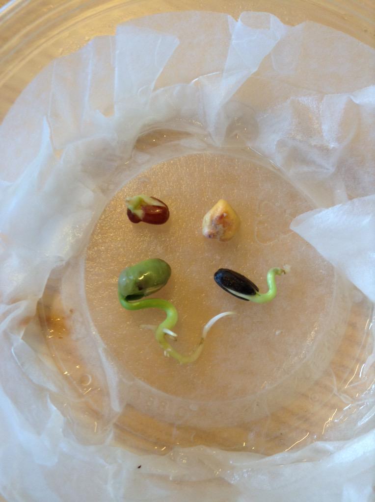 In science our group seeds have grown up and now we can see the embryos #sisrocks