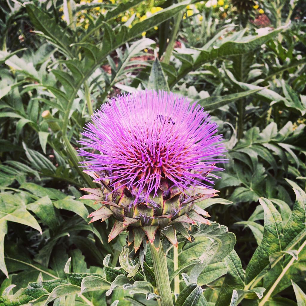 RLMProvisions's tweet photo. Cardoon flower at #MuirHS #MuirRanch prettier than artichoke #flowers #MyDayinLA #Pasadena #UrbanAg #SchoolGarden http://t.co/t8b2GbALFA