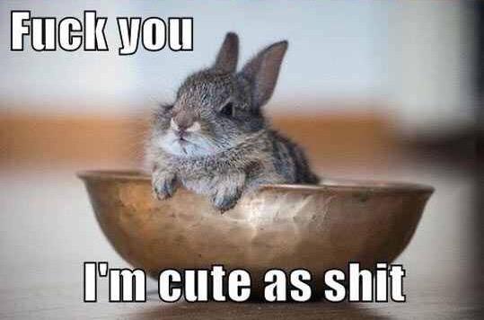 Bunny tweet media