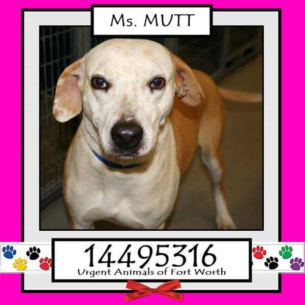 Adopt Me Pawty  (@adoptmepawty) on Twitter photo 