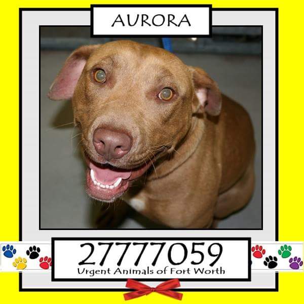 Adopt Me Pawty  (@adoptmepawty) on Twitter photo 