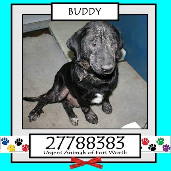 Adopt Me Pawty  (@adoptmepawty) on Twitter photo 