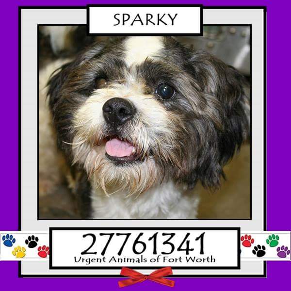 Adopt Me Pawty  (@adoptmepawty) on Twitter photo 