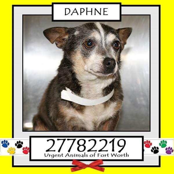 Adopt Me Pawty  (@adoptmepawty) on Twitter photo 