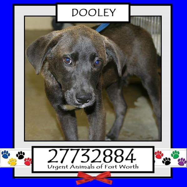 Adopt Me Pawty  (@adoptmepawty) on Twitter photo 