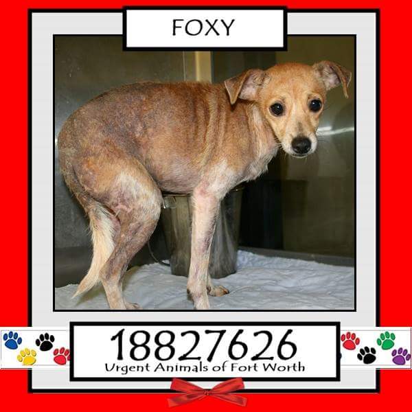 Adopt Me Pawty  (@adoptmepawty) on Twitter photo 