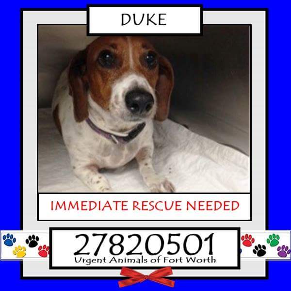 Adopt Me Pawty  (@adoptmepawty) on Twitter photo 