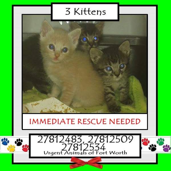 Adopt Me Pawty  (@adoptmepawty) on Twitter photo 